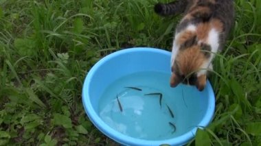 Aç tekir kedi yakalamak ve balık mavi plastik kaseden yemek
