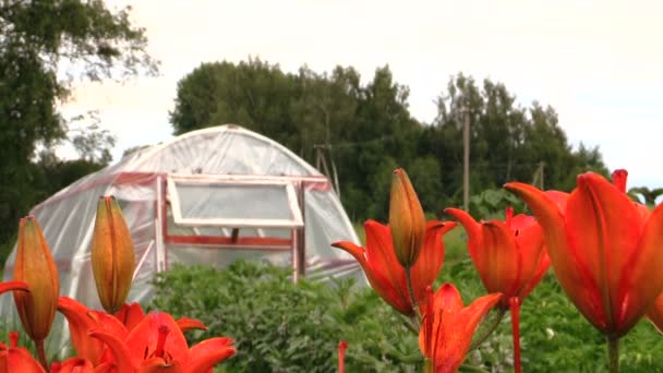 Bright orange lilies in garden and greenhouse in summer. — Stock Video