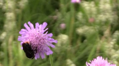 Yaban-arısı (bombus) pembe çiçek çiçek polen nektarı toplamak