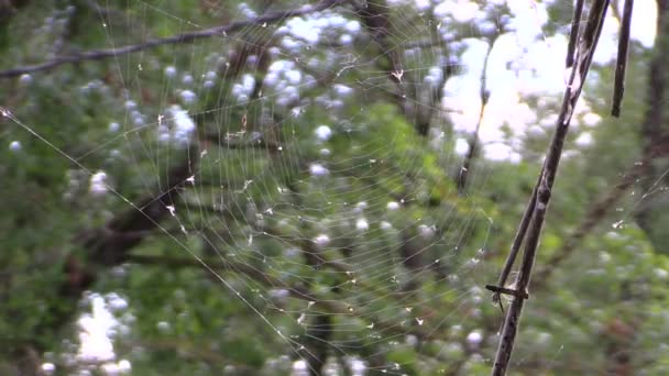 Ιστός αράχνης με πολλές μικρές μύγες στο παρασκήνιο δέντρο. Εστίαση αλλαγής. — Αρχείο Βίντεο