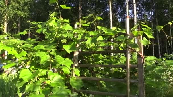 Grape creeper växter växer på trä staket i trädgården — Stockvideo