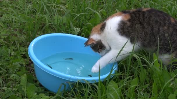 Hungry poor cat catch fishes from blue plastic bowl with water — Stock Video