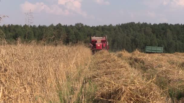 Πίσω μέρος συνδυάζουν θεριζοαλωνιστική μηχανή κομμένα σιτάρι ώριμο αγρό με βιολογικά σιτηρά — Αρχείο Βίντεο