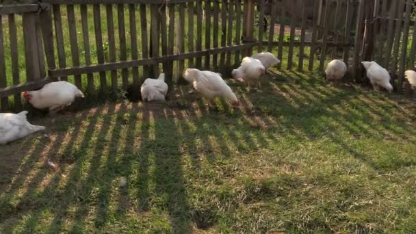 Frangos de corte amontoados em vala ao longo da cerca da fazenda fora — Vídeo de Stock