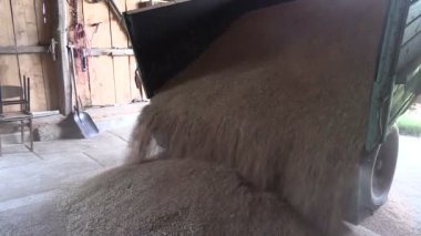 Kamyondan dökülen buğday Tahıl hasat. Aşağı eğimli