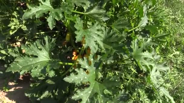 Calabacín amarillo maduro (calabacín) verduras listas para la cosecha — Vídeo de stock