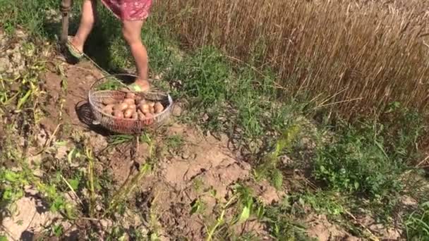 Land vrouw graven aardappel met schop. Tuin plantaardige oogst. — Stockvideo