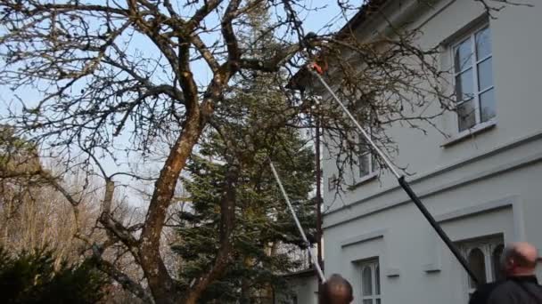 Rama de árbol frutal de manzana cortada por el hombre con herramienta de sierra especial en jardín — Vídeo de stock