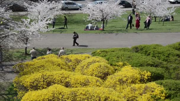 Touristen und Bürger genießen japanische Kirschbaumblüten — Stockvideo