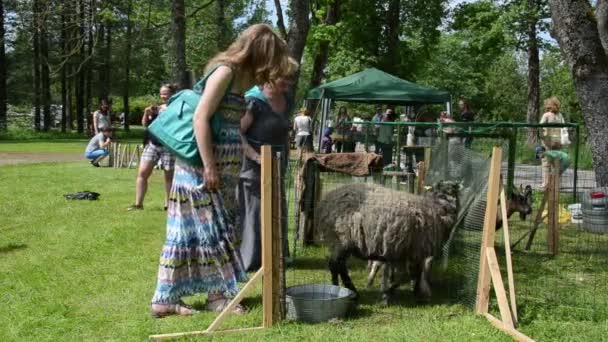 Medborgaren kvinnor beundra gård djur får- och getsektorn i utställning — Stockvideo