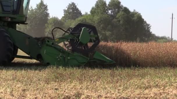 Village agriculture machine combine harvester cut cereal — Stock Video