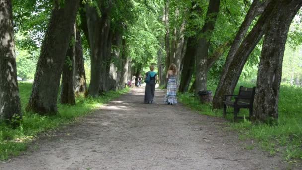 Women walk through path between old lime linden tree alley — Stock Video