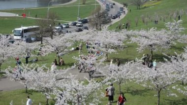 Turistler ve vatandaşların insanlar Japon kiraz ağacı çiçek tadını çıkarın