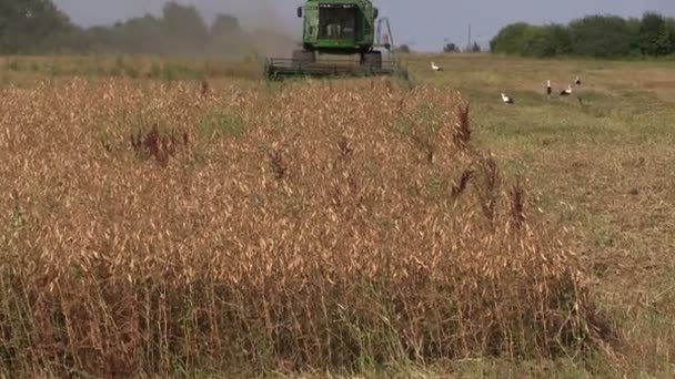 Vergrößern Mähdrescher im Maisfeld mit stehendem Storch — Stockvideo