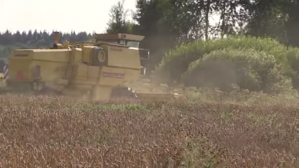 Gele moderne oogst graan tarweveld combineren en stof aanleiding — Stockvideo