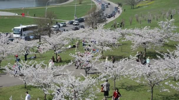 Туристы и горожане наслаждаются цветением японской вишни — стоковое видео