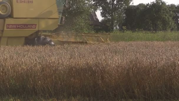 Κίτρινο σύγχρονη συνδυάζουν αγρό με βιολογικά σιτηρά σιτάρι συγκομιδή το καλοκαίρι — Αρχείο Βίντεο