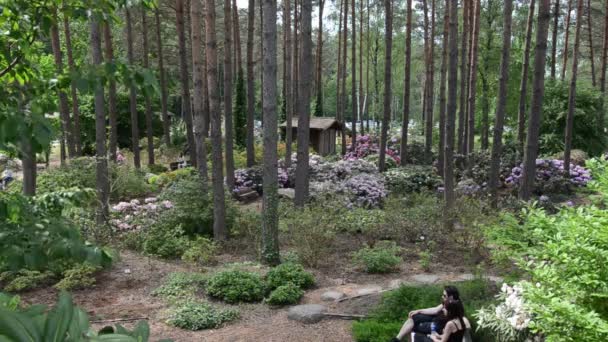 Pareja relajarse en el parque con colorida flor de rododendro — Vídeos de Stock