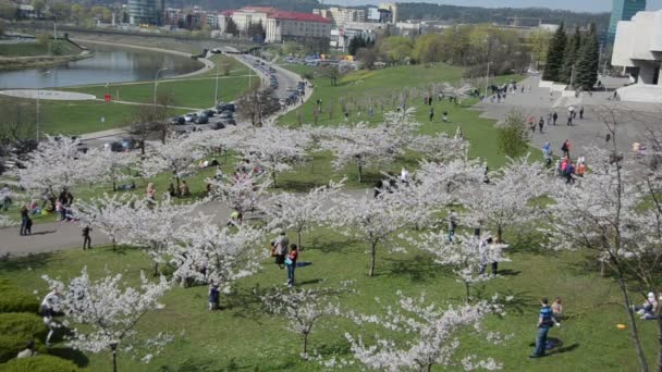 Άνθρωποι απολαμβάνουν άνοιξη blossom δέντρο στο κέντρο της πόλης, κοντά ποταμός Neris — Αρχείο Βίντεο