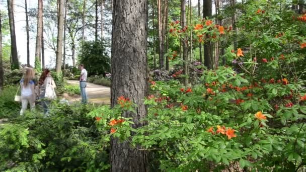 Família com crianças caminham caminho perto de flores de rododendros — Vídeo de Stock
