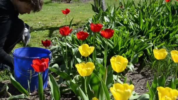 Omhoog kantelen van tuinman meisje werk tussen tulip bloembedden — Stockvideo