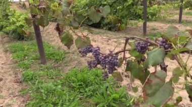 Üzüm (asma) çilek çiftlik plantasyon içinde büyümek.