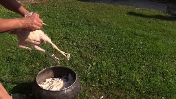 Mujer campesina recoger plumas de pollo de engorde y poner en olla — Vídeo de stock