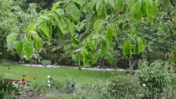 Gotas de água da chuva caem sobre folhas de galho de árvore de frutas de maçã no jardim — Vídeo de Stock