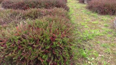 Organik olgun kızılcık plantasyon