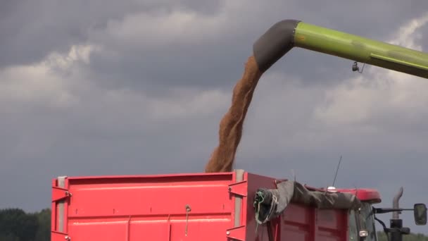 Grano que vierte de cosechadora en vagón de granja — Vídeo de stock