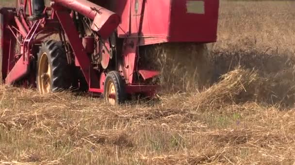 Proces van oogsten met combineren in gerst veld. Uitzoomen — Stockvideo