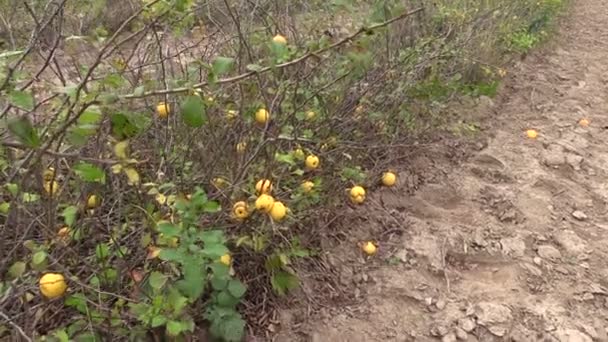 Organik quince bush di kebun botani — Stok Video