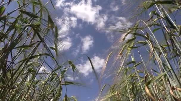 Cebada madura cebada maíz planta cultivos espigas se mueven en el viento — Vídeo de stock