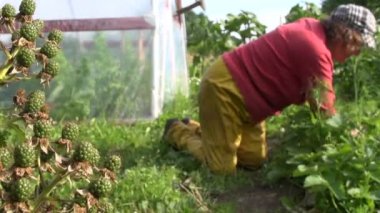 Siyah böğürtlen berry ve çiftçi kadın ot çilekli tesisleri
