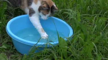 Çok küçük balık ile mavi kapta kedi başarılı Balık tutma