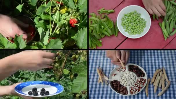 Oogst bessen en peulvruchten erwten en bonen in de tuin. Collage — Stockvideo