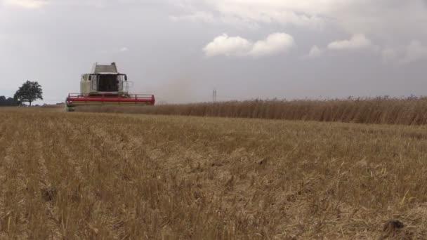 Combineren harvester gebied van tarwe oogsten op bewolkte dag — Stockvideo