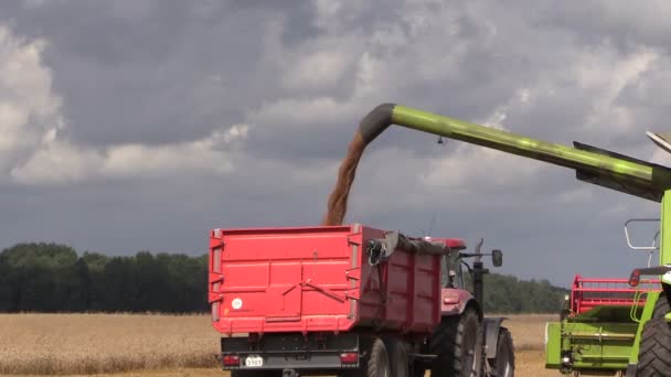 Récolteuse charger des céréales de blé dans camion remorque — Video