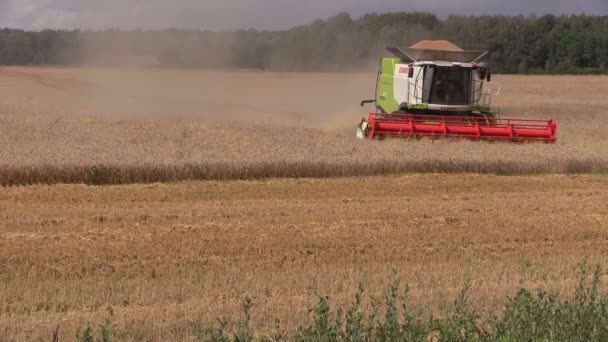 Maaimachine in beweging op het dorsen van graan in platteland — Stockvideo