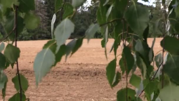 Laub bewegt sich und Traktor düngt im Sommer Sauenfeld — Stockvideo