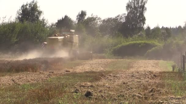 Landbouw machines combineren werk oogst graan tarweveld — Stockvideo