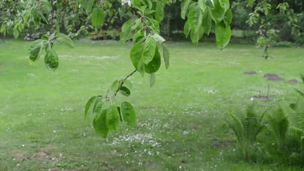Gotas de agua de lluvia fluyen en las hojas de la rama del manzano en el jardín — Vídeos de Stock