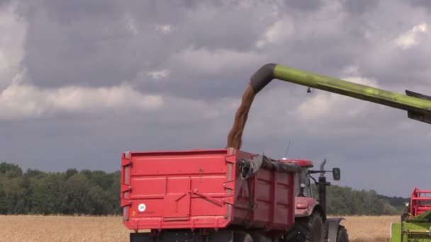 Cosechadora carga trigo cereal en camión remolque — Vídeos de Stock