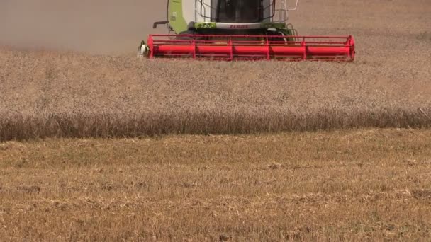 Cosechadora cosechadora trilla campo de trigo — Vídeos de Stock