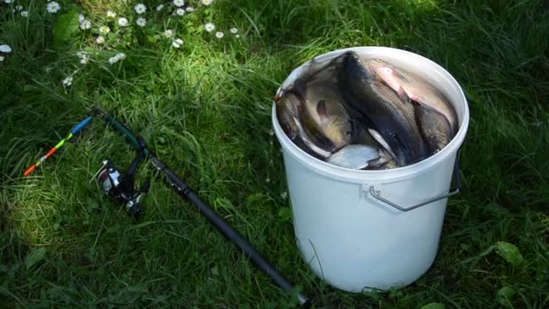Grande secchio bianco molti pesci il bastone sdraiato nell'erba — Video Stock