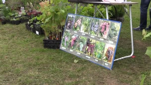 Comercio de bayas, plantas de jardín, arbustos, arbustos en la feria anual — Vídeo de stock