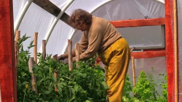 Mujer mayor en pantalones amarillos poda plantas de tomate en invernadero — Vídeo de stock