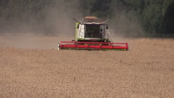 Thresher kombinovat thrash pšeničné pole — Stock video