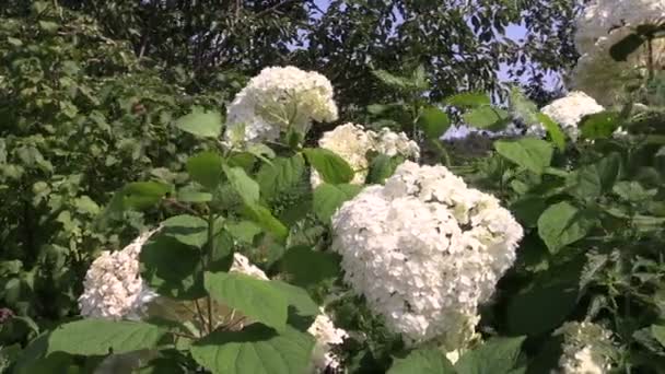 Inflorescences d'hortensia blanche bouquet le jour d'été venteux — Video