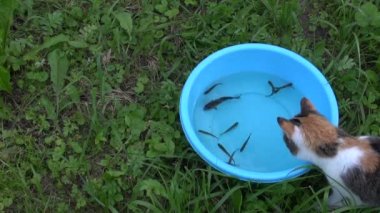 Meraklı kedi mavi plastik kase su ile balık yakalamak